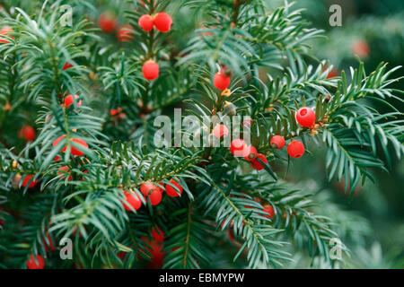 Eiben, englische Eibe, Europäische Eibe (Taxus Baccata), mit reifen Samen Stockfoto