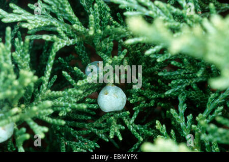 Savine (Juniperus Sabina), mit Früchten Stockfoto