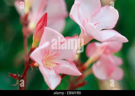 Oleander (Nerium Oleander), Blüten Stockfoto