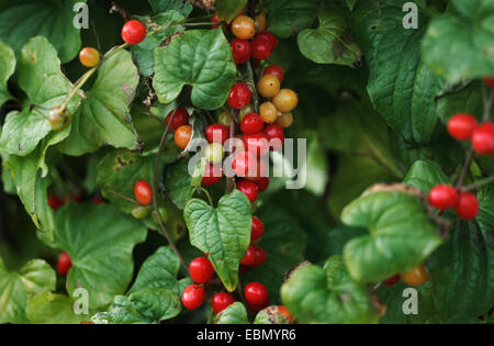 Schwarz-Zaunrübe (Tamus Communis), mit Früchten Stockfoto