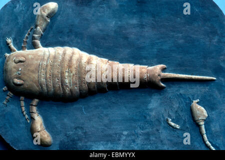 Meer-Scorpions, Eurypterids (Eurypterida, Eurypterus Remipes), von Silur, New York, USA Stockfoto