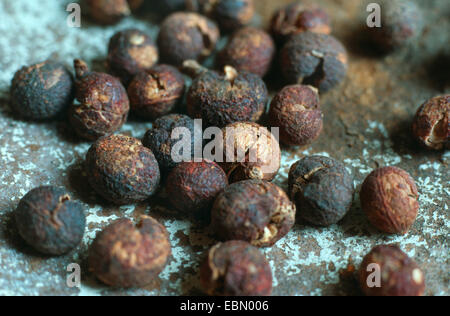 Levant Berry, Cocculus Indicus, Fisch Beeren (Anamirta Paniculata, Anamirta Cocculus), getrocknete Früchte, in früheren Zeiten für den Fischfang eingesetzt Stockfoto