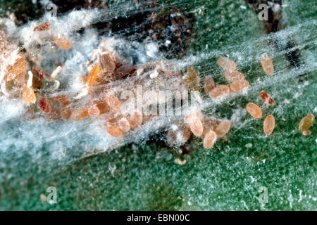 Schmierlaus (Pseudococcus spec.), Eiern auf Aeonium tabuliforme Stockfoto