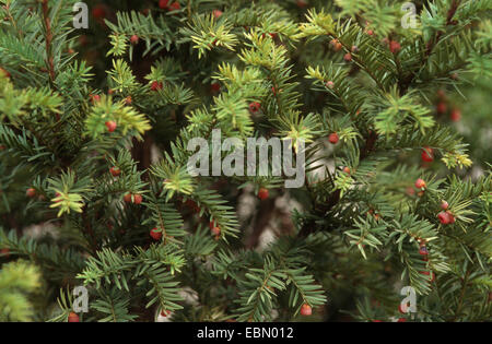 westlichen Eibe, Pazifische Eibe (Taxus Brevifolia), Zweige mit Samen, wird gegen Krebs eingesetzt. Stockfoto