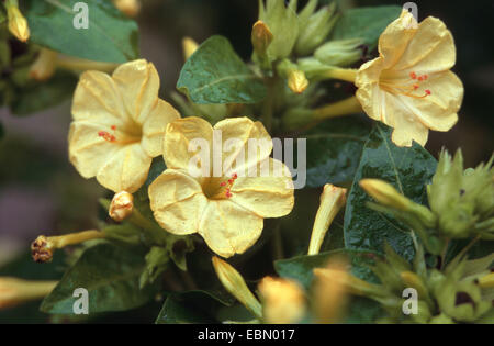 gemeinsamen Four-o'clock, Wunder von Peru (Mirabilis Jalapa 'Lutea', Mirabilis Jalapa Lutea, Mirabilis Jalapa), gelb blühende Sorte Lutea Stockfoto