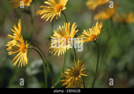 Orientgämswurz (Doronicum Plantagineum), blühen Stockfoto