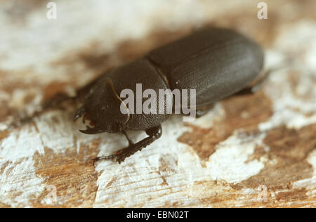 Geringerem Hirschkäfer (Dorcus Parallelipipedus), weibliche auf Holz, Deutschland Stockfoto