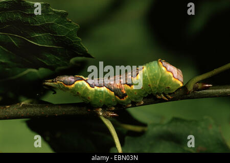 fahl Kätzchen (Cerura Bifida, Harpyia Bifida, Harpyia Hermelina Furcula Bifida), Raupe auf Zweig, Deutschland Stockfoto