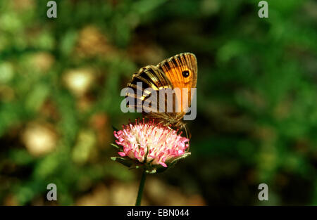 Spanisch-Gatekeeper (Pyronia Bathseba), Imago Blume, Spanien Stockfoto