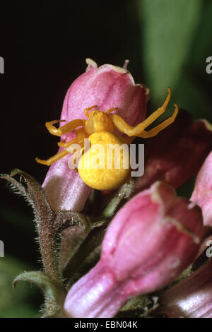 Goldrute Krabbenspinne (Misumena Vatia), rosa Blume, Deutschland Stockfoto