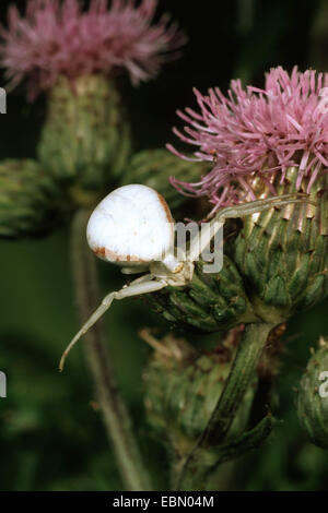 Goldrute Krabbenspinne (Misumena Vatia), auf einer Distel Blume, Deutschland Stockfoto