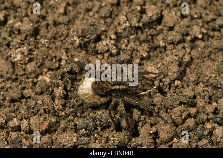 Gefleckte Wolfsspinne, Boden Spinne (Pardosa Amentata), auf dem Boden, Deutschland Stockfoto