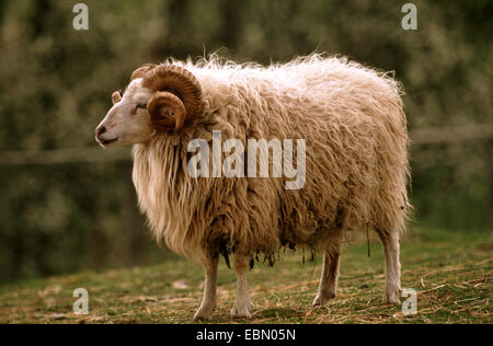 Skudde Skudde Schafe (Ovis Ammon F. Aries), Ram Stockfoto