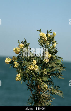 Jupiter Bart, Silverbush (Anthyllis Barba-Jovis), blühen an der Küste Stockfoto