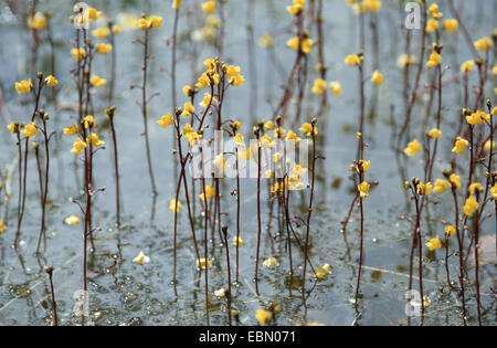 gemeinsamen stehenden, höher stehenden (Utricularia Vulgaris), blühen, Deutschland Stockfoto