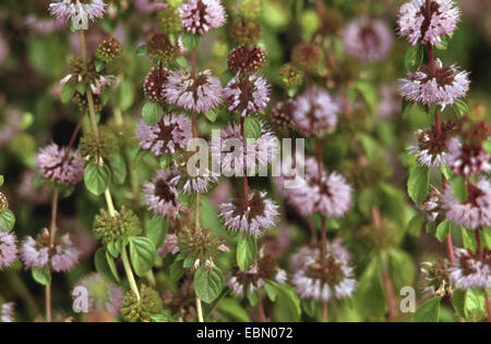 Poleiminze (Mentha Pulegium), blühen Stockfoto