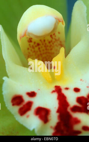 Cymbidium Orchidee, Hybrid (Cymbidium Tracyanum), Pollinium Stockfoto