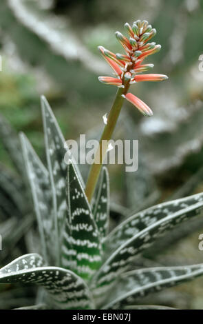 Rebhuhn-breasted Aloe (Aloe Variegata), blühen Stockfoto