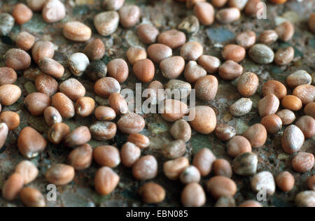 Radieschen (Raphanus Sativus), Samen Stockfoto