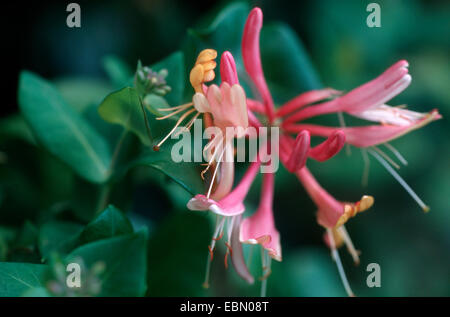 Woodbine Geißblatt, englische wilden Geißblatt (Lonicera Periclymenum), Blumen, Deutschland Stockfoto