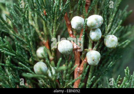 Savine (Juniperus Sabina), mit Früchten, Deutschland Stockfoto