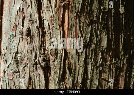 Teich Cypress, Teich Baldcypress (Taxodium Ascendens, Taxodium Distichum var. Imbricatum), Rinde Stockfoto