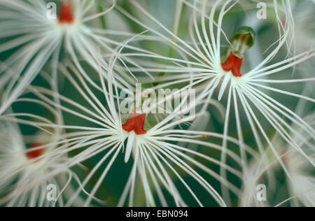 Fringed Orchis, Zügel Orchis (Habenaria Myrioptricha), Blumen Stockfoto