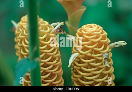 Schwarze Gingerwort, Bienenstock Ingwer (Zingiber Spectabile), Blütenstände Stockfoto