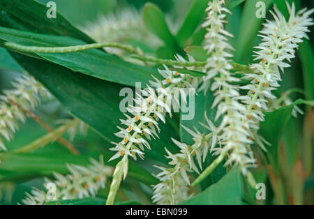 Heu-duftende Orchidee, Schale-wie Dendrochilum (Dendrochilum Glumaceum), blühen Stockfoto