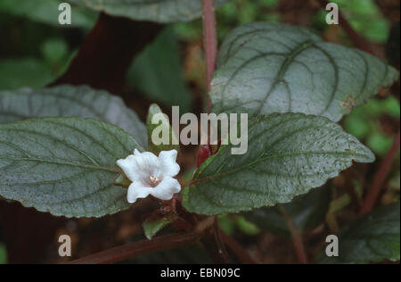 Red Ivy, rote Flamme Ivy (Hemigraphis Alternata, Hemigraphis Colorata), blühen Stockfoto