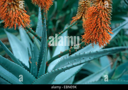 Kap-Alo (Aloe Ferox), blühen Stockfoto