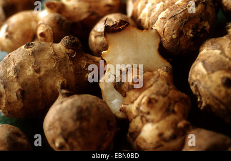 Topinambur, Topinambur, Sunroot, Topinambur, Erde Apfel, Topinambour (Helianthus Tuberosus), Zwiebeln Stockfoto