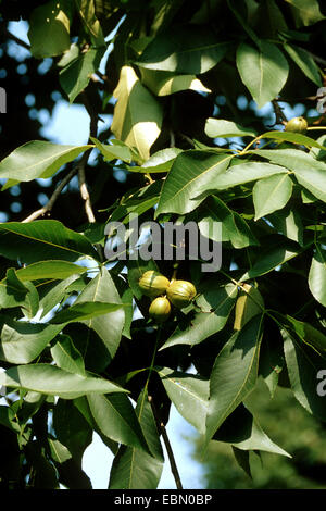 Shag-Rinde Hickory, Shagbark Hickory (Carya Ovata), Zweig mit Früchten Stockfoto