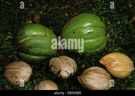 Shag-Rinde Hickory, Shagbark Hickory (Carya Ovata) gesammelten Früchte auf dem Boden Stockfoto