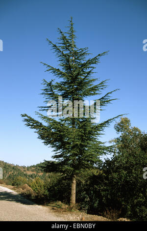 Cedrus Libani Cone -Fotos Und -Bildmaterial In Hoher Auflösung
