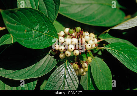 weiße Hartriegel, weiße fruited Hartriegel, roter bellte Hartriegel (Cornus Alba), fruchttragenden Zweig Stockfoto