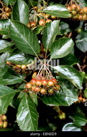 Cockspur Weißdorn (Crataegus Crus-Galli), Zweig mit unreifen Früchten Stockfoto