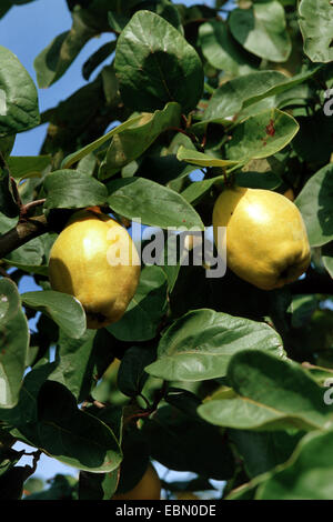 Gemeinsamen Quitte (Cydonia Oblonga), Quitten auf einem Baum Stockfoto