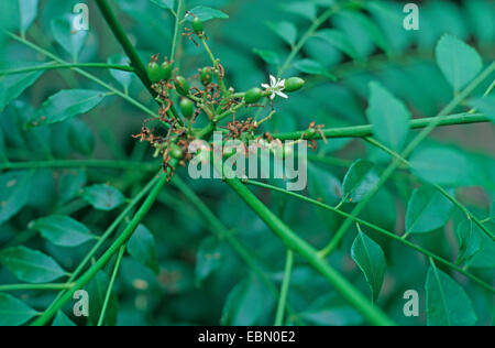 Curry Leaf Pflanze (Murraya Koenigii, Bergera Koenigii), blühen Stockfoto