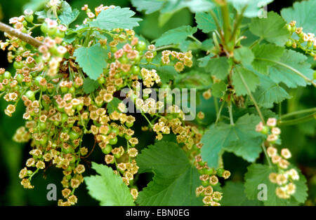 nördliche rote Johannisbeere (Ribes Rubrum var. Domesticum), blühen Stockfoto