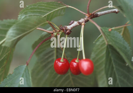 Wildkirsche, süße Kirsche, Gean, Mazzard (Prunus Avium), Zweig mit Kirschen, Deutschland Stockfoto