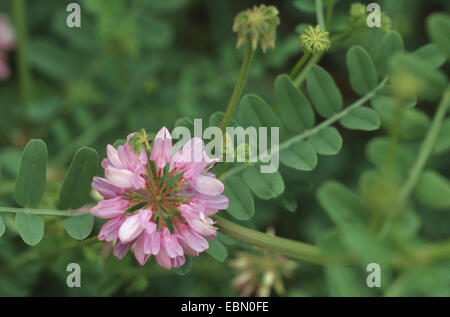 Crown Vetch, nachgestellte Crownvetch, Krone-Futterwicke (Securigera Varia, Coronilla Varia), blühen, Deutschland Stockfoto