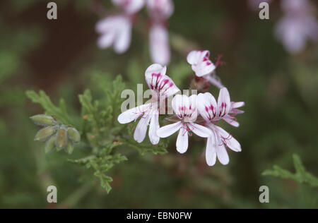 Citrosa Geranie, Moskito-Schocker, Moskito-Fighter, Pelargonium Citronella, Zitrone Scentes Geranium (Palergonium Crispum, Pelargonium Citrosum 'Moskito Fighter', Pelargonium Crispum Moskito Schocker, Pelargonium X citrosmum), blühen Stockfoto