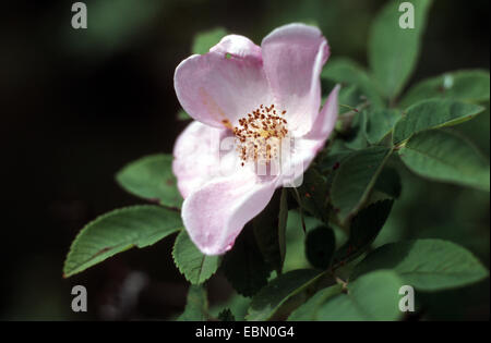 Western Wild Rose (Rosa Woodsii var. Fendleri), Blume Stockfoto