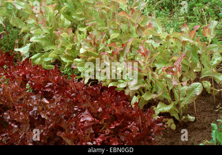 Kopfsalat (Lactuca Sativa var. Crispa), im Beet Stockfoto