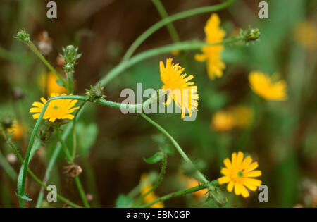 Habichtskraut Habichtsbitterkraut (Picris Hieracioides), blühen, Deutschland Stockfoto