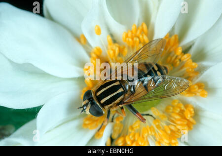 Helophilus pendelnden (Helophilus pendelnden), sitzt auf einer weißen Blume, Deutschland Stockfoto