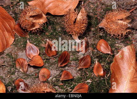 Rotbuche (Fagus Sylvatica), Bucheckern auf dem Boden, Deutschland Stockfoto