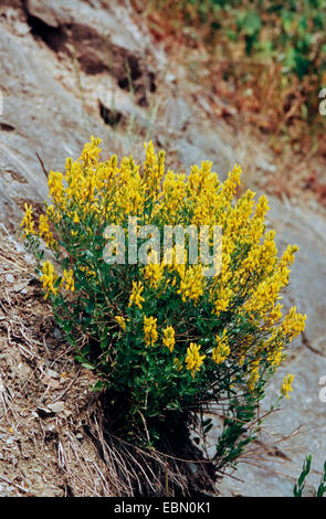 Dyer's Greenweed, Dyer's Greenweed (Genista Tinctoria), wachsen auf einer Felswand, Deutschland Stockfoto