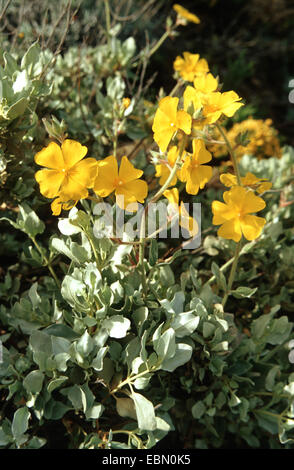 Zistrosen, Jara Blanca (Landschaft Atriplicifolium) blühen Gelb Stockfoto